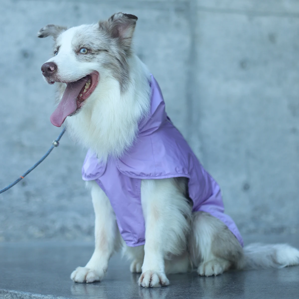 犬のお散歩グッズをコスパ良く揃える方法 - 軽量アンブレラコートの機能とサイズ選定