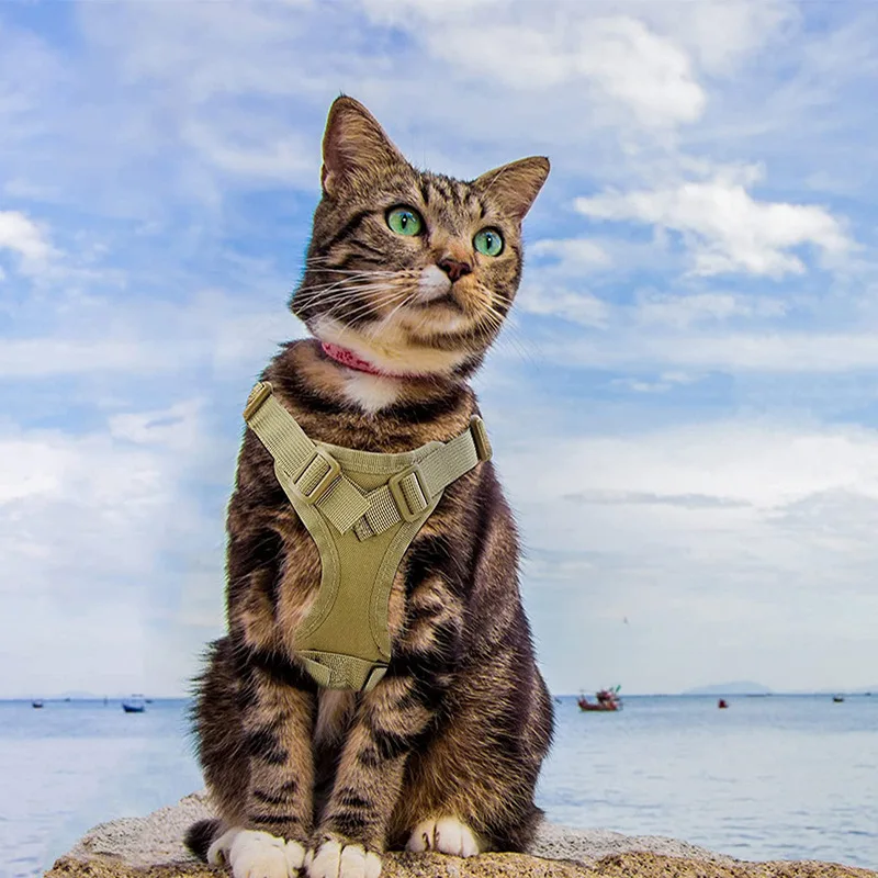 猫飼いが買ってよかったもの・悪かったもの正直に言う｜散歩用ハーネスの実測ガイド