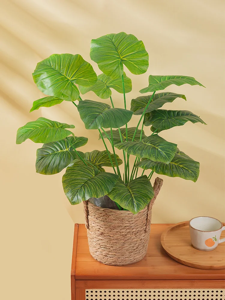 一人暮らし新生活をだけで揃えたら総額いくら？心を癒す観葉植物の選び方完全ガイド