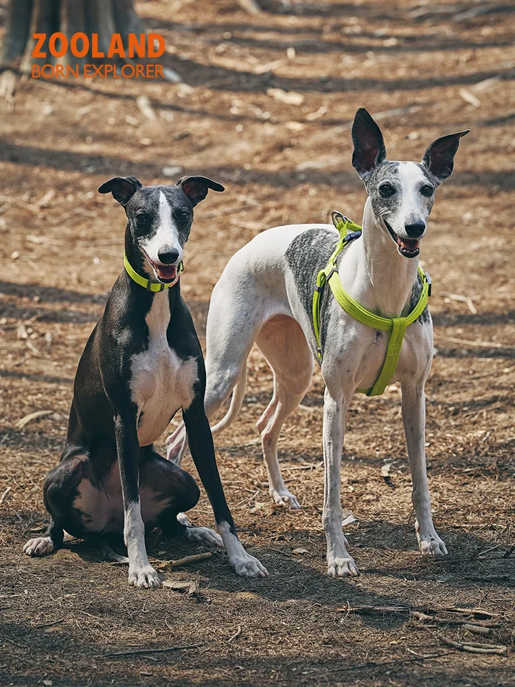 犬のお散歩グッズをコスパ良く揃える方法｜ハーネス付きリードの実測ガイド