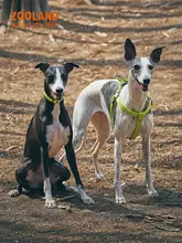 犬用ハーネス付きリード【中型犬・大型犬対応・散歩用】