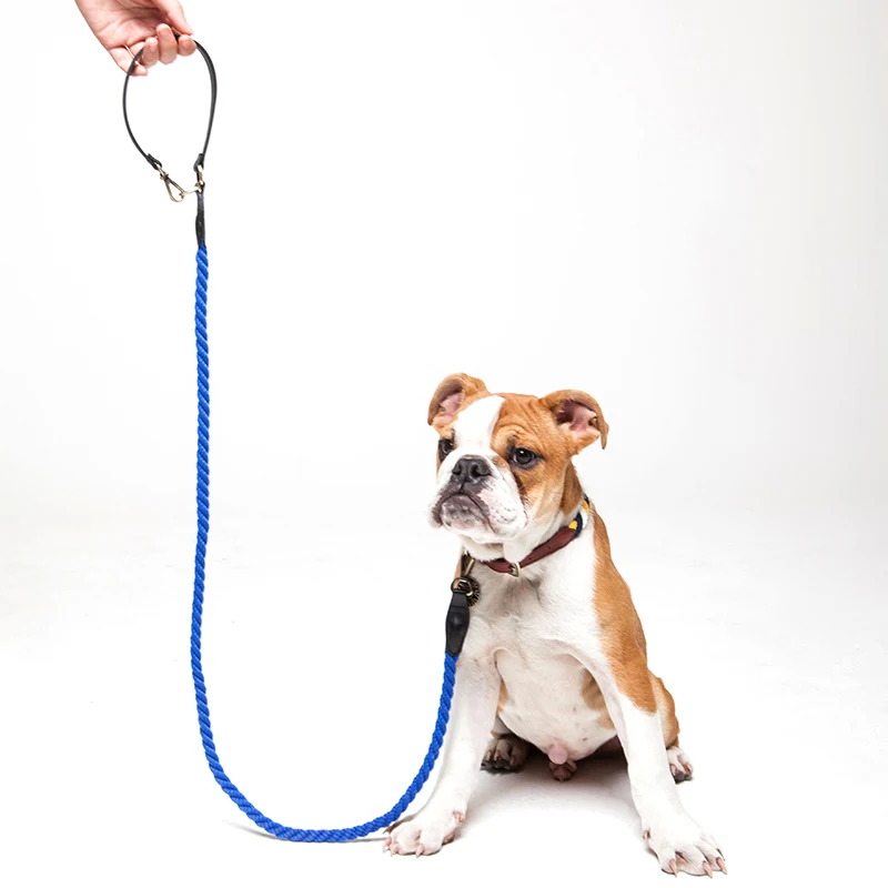 犬のお散歩グッズをコスパ良く揃える方法｜中型犬向け自宅用リードの実測ガイド