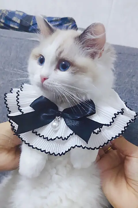 ペット用レース付きエプロン【犬用・黒いリボンデザイン・可愛いフォトプロップ】