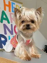 可愛い百褶裙のペットウェア【コットン・春夏用・犬猫兼用】