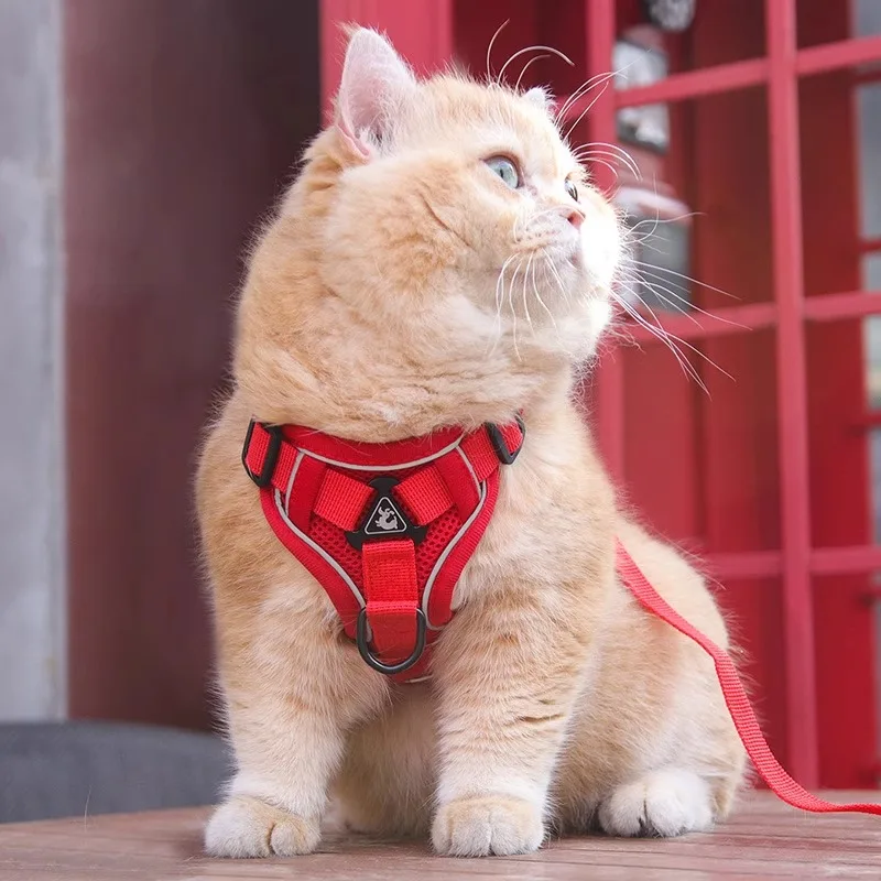 猫飼いが買ってよかったもの・悪かったもの正直に言う｜脱走防止ロープの実際の効果と選び方完全ガイド