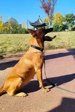 中大犬用 ダブルDリングリード付き首輪【トレーニング用・快適デザイン】