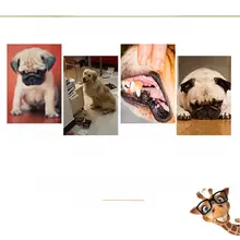 ビーグル犬用おもちゃ【耐噛性・音鳴り・ボール型・大型犬対応】