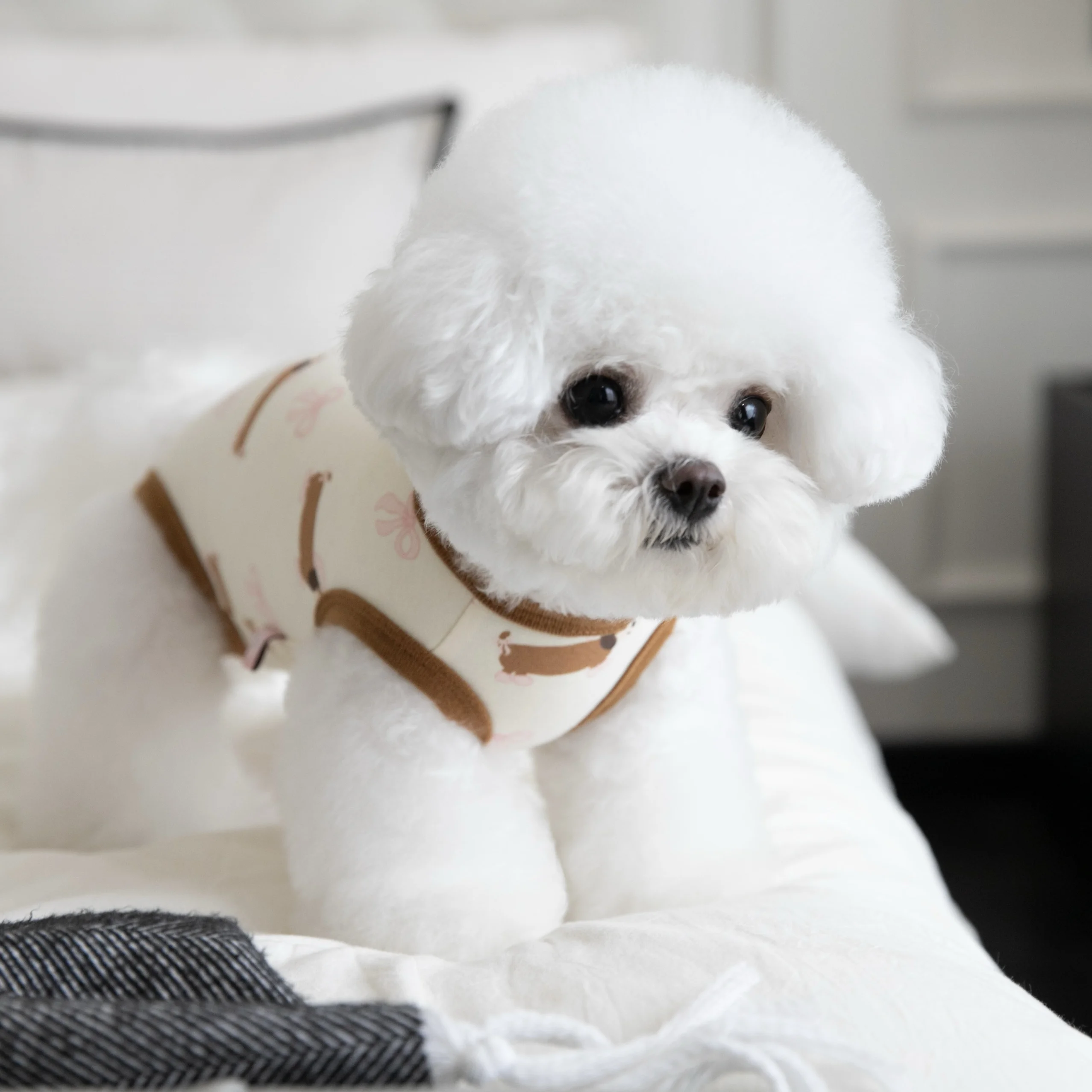 冬の散歩で犬が寒さに弱くなるのはなぜ？この四脚タイプ保温ウェアが救う