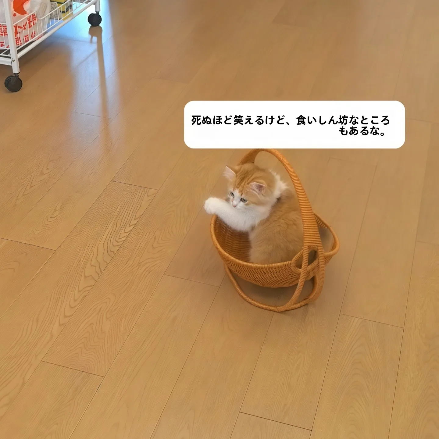 猫のためのベッドは、本当に 「揺篮」がベストなの？
