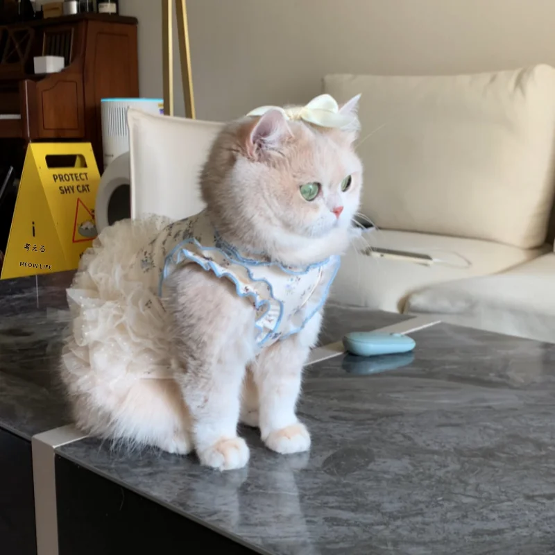 猫用の服を選ぶときに迷うのは、本当に「猫T」なのか？