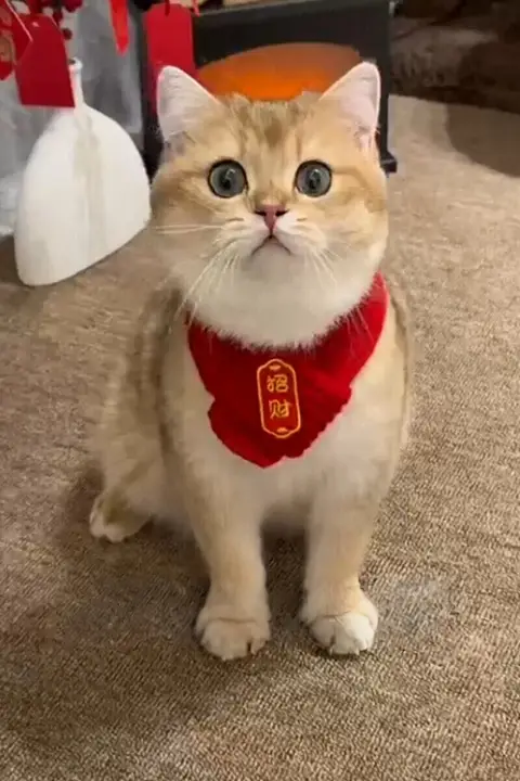 暖かい中国風ペット用赤いスカーフ【猫・犬用・新年飾り】