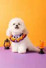 ペット用 ハロウィン 手編みの首輪【可愛い猫用・小型犬用・ニットデザイン】