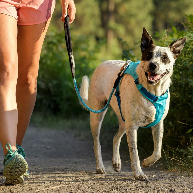 犬のお散歩グッズをコスパ良く揃える方法｜通気性とサイズ選びの徹底解説