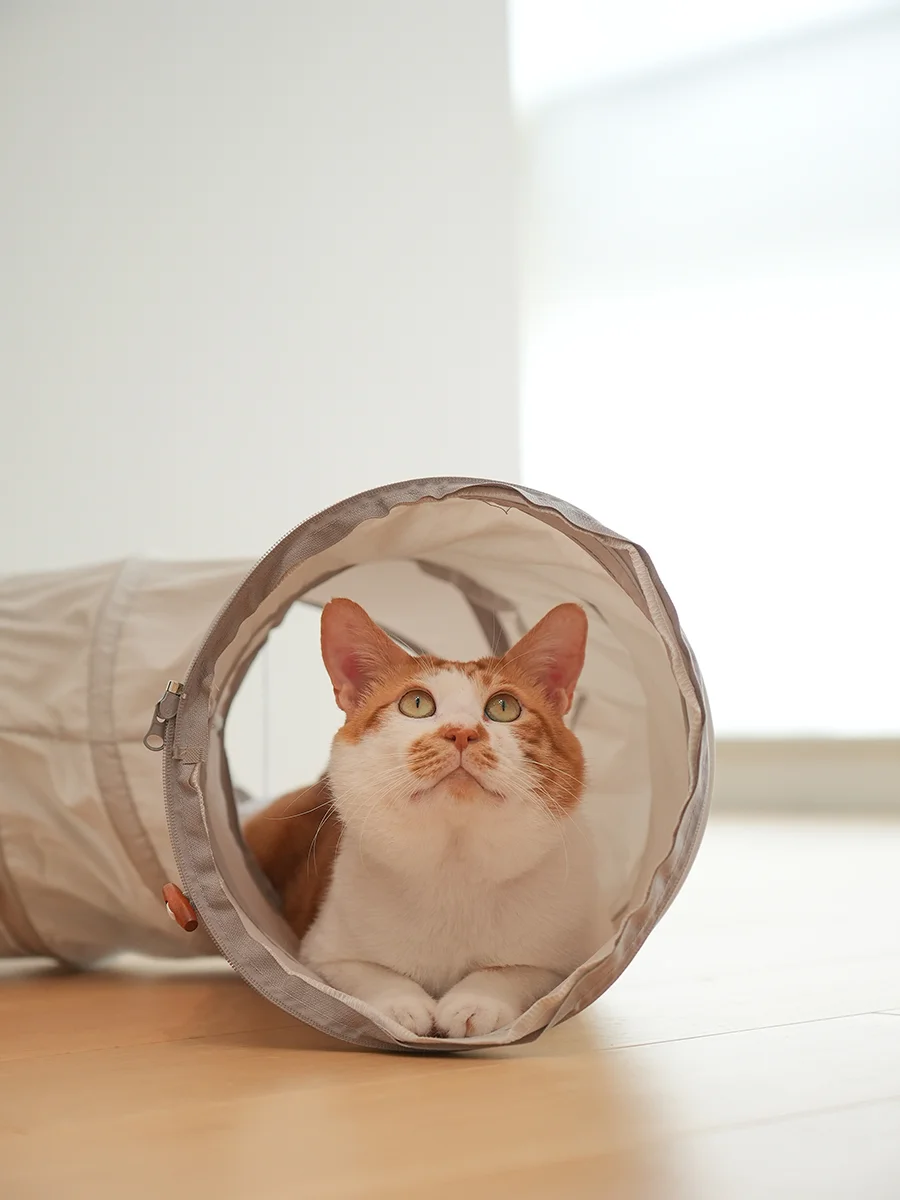 猫トンネル 手作りで失敗しない方法は？実際の使い心地とおすすめの選び方を徹底解説