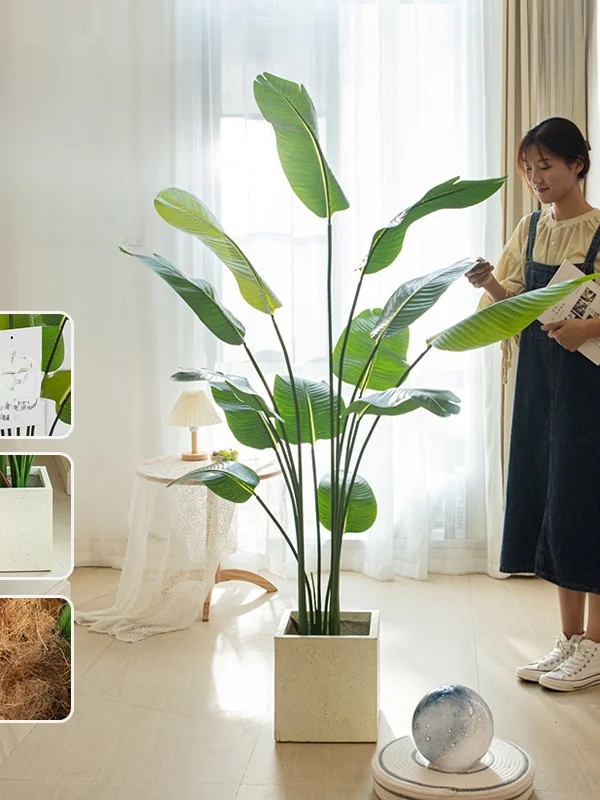 でかい観葉植物を部屋に導入するには？リアルな選び方と、心を癒す存在の秘密