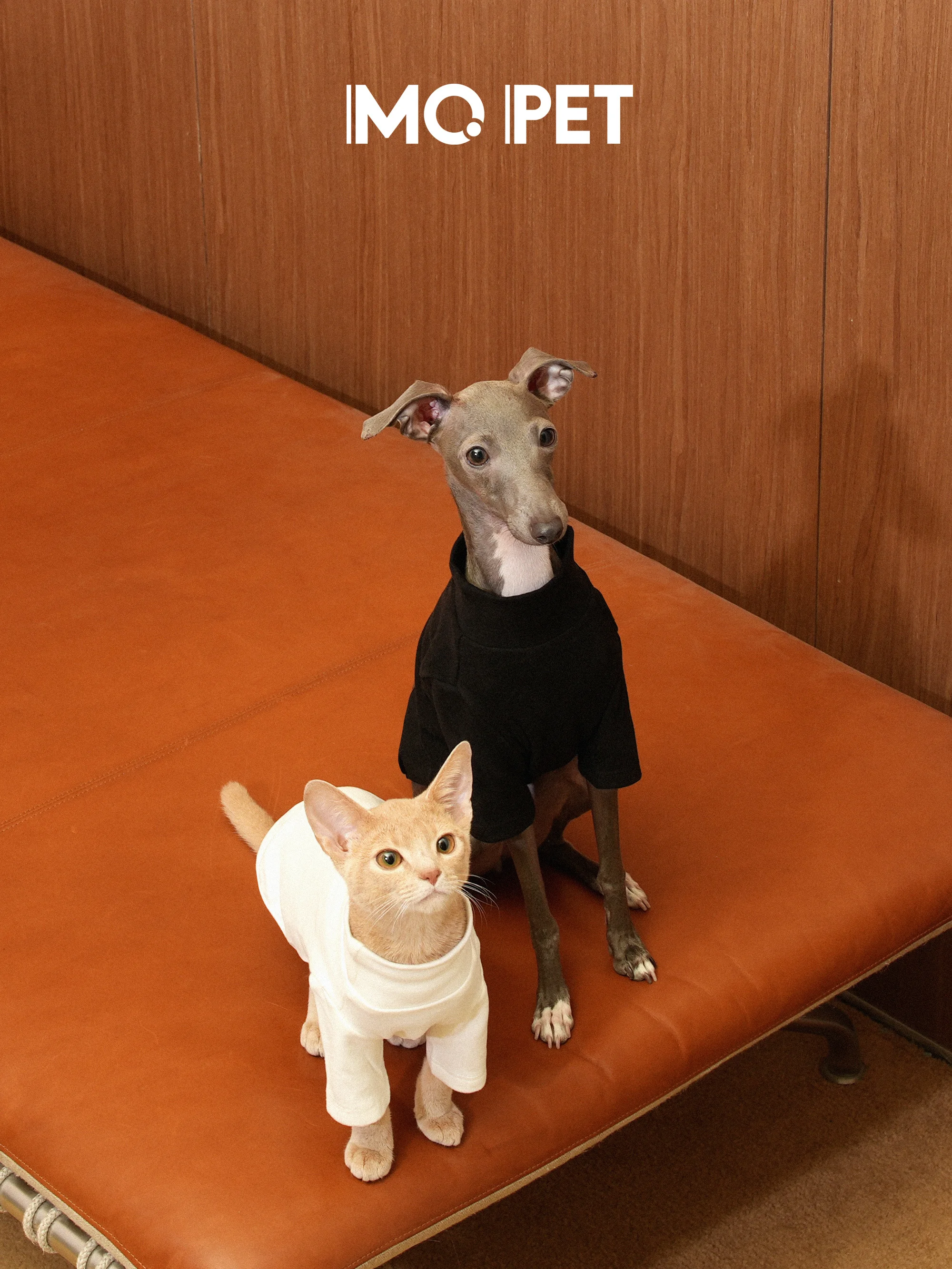 猫飼いが買ってよかったもの・悪かったもの正直に言う｜高領Tシャツの心理的効果と選び方完全ガイド