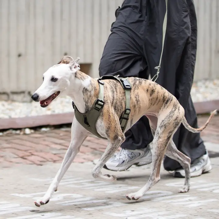 軽量で快適！ペット用ハーネス【胸部サポート・中小型犬用】