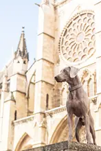 柔らかいコットンナイロン製ペットリード【犬用・スペイン輸入】