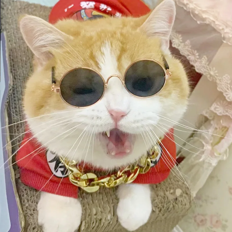 猫飼いが買ってよかったもの・悪かったもの正直に言う｜サングラスでストレスを軽減する完全ガイド