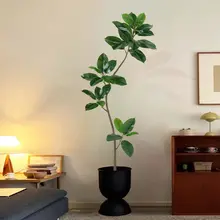 ゴムの木 高級ラグジュアリー 植物 リビングルーム 室内 偽の木