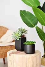 リアルな多肉植物の鉢 陶器鉢 装飾品 植物の置物