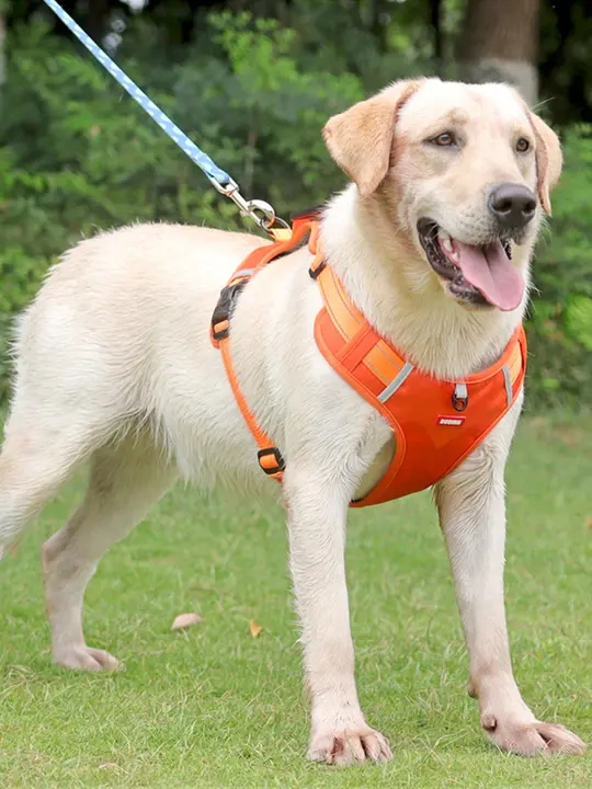犬用リード 中型 大型犬 胸ハーネス 調節可能
