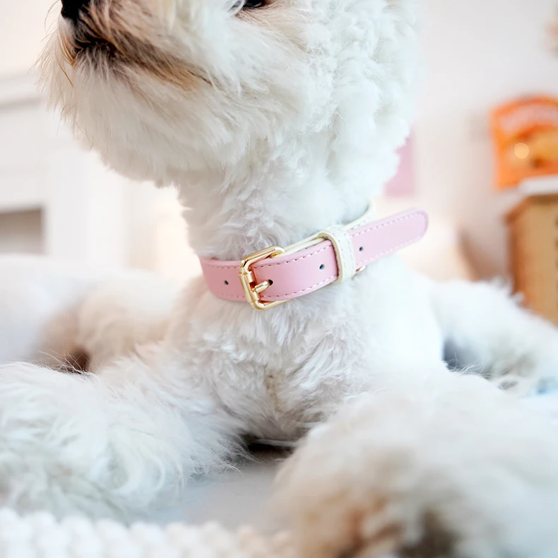 犬のお散歩グッズをコスパ良く揃える方法　真皮製首輪の実測ガイド