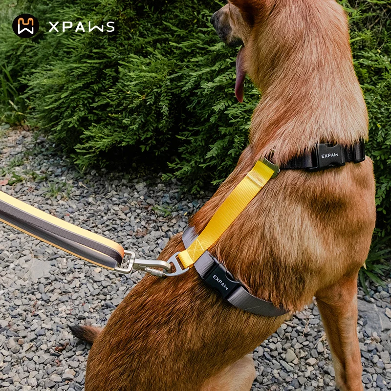 犬用ハーネスリードH型デザイン：コーギー用中  小型犬対応の実用性と耐久性を検証