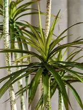 大型リアルな植物 アガベ ドラセナ 偽樹 リビング 鉢植え 装飾品
