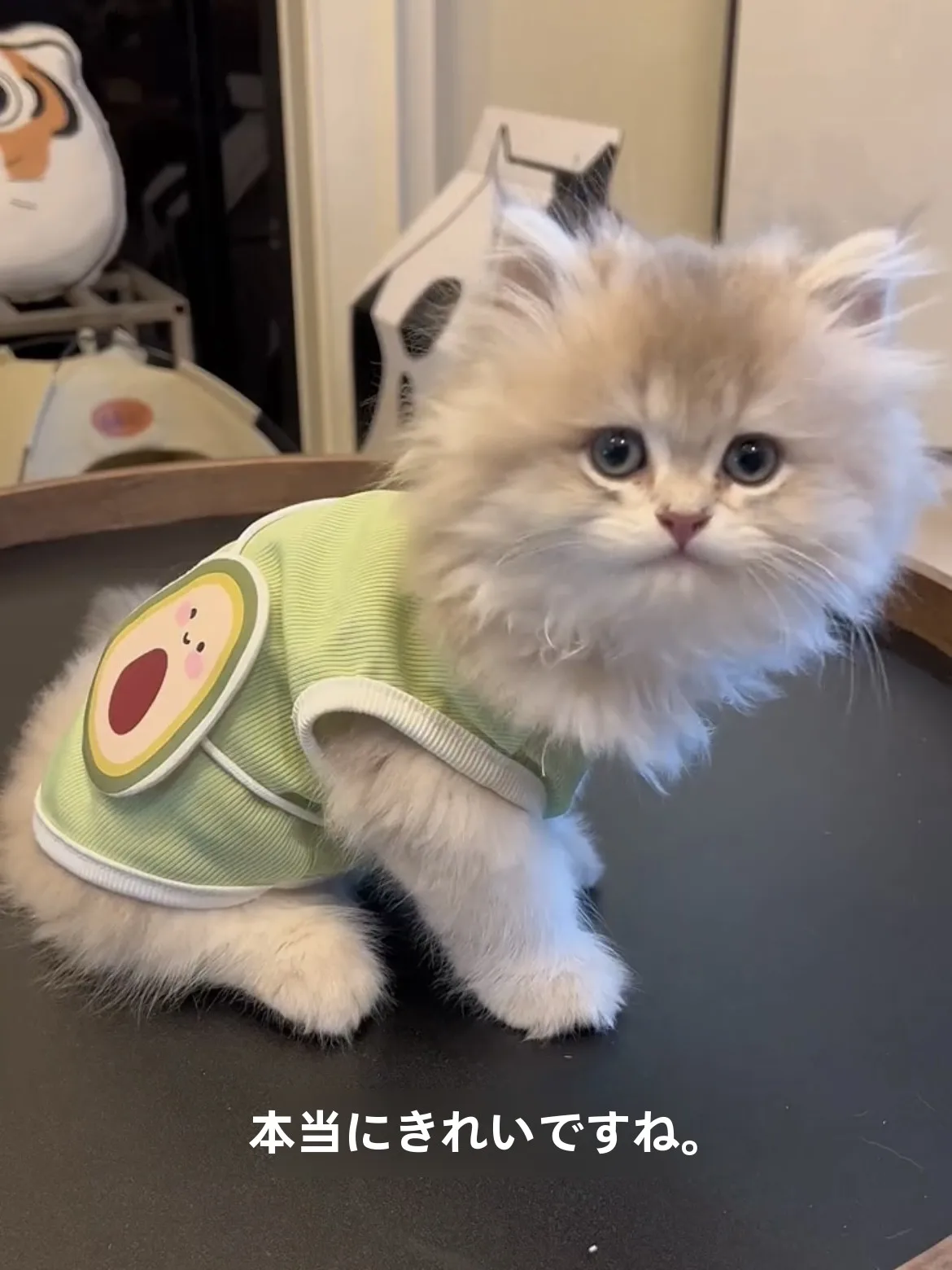 猫飼いが買ってよかったもの・悪かったもの正直に言う | 夏用猫服の通気性と毛防止機能