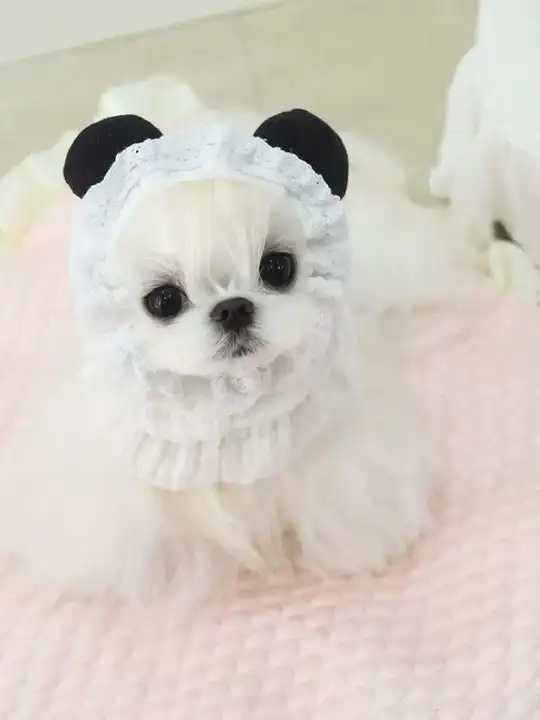 ペット用 犬用ヘッドアクセサリー【マルチーズ・ヨークシャ・シーズー用・食事用・防汚・かわいい弾力ヘアバンド】