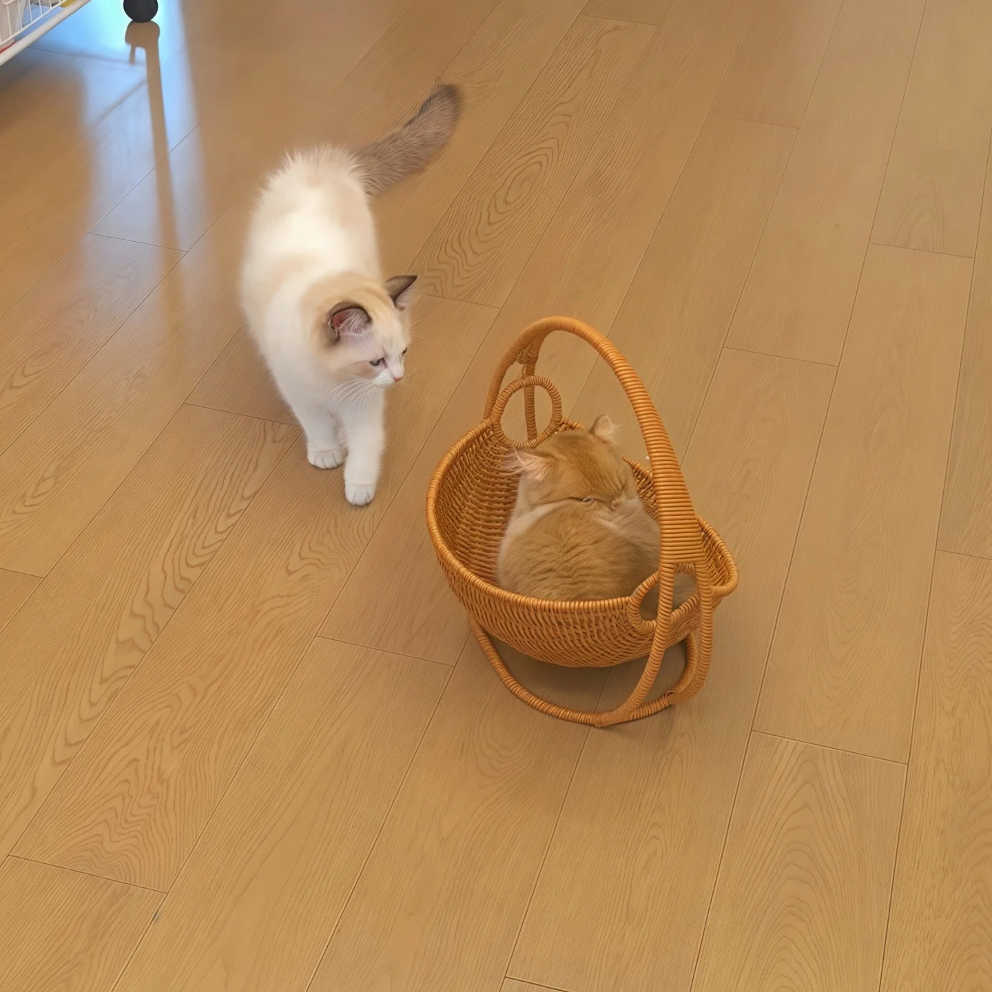 猫のた  めのベッドは、本当に「揺篮」がベストなの？