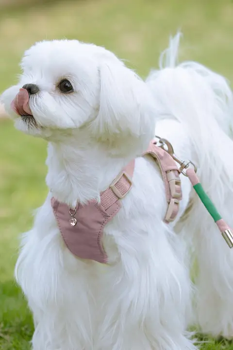 小型犬用 胸部ハーネス付きリード【ミニチュア犬用・テディベア・マルチーズ・ビションフリーゼ対応】