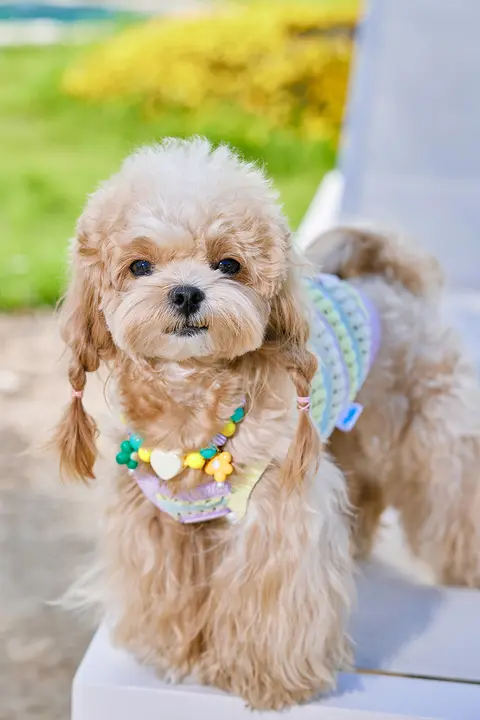 可愛い愛犬用編み込み首輪【小型犬用・夏季向け】
