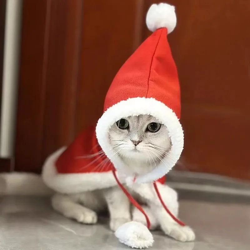 猫飼いが買ってよかったもの・悪かったもの正直に言う｜冬のケープ衣装選びの完全ガイド