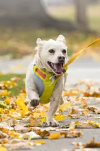 通気性抜群の犬用ハーネス【抗爆・コーギー・ゴールデンレトリバー対応】