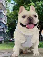 犬用 リード 対象犬種: フレンチブルドッグ パグ ベストデザイン 抜け出し防止