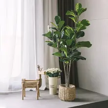 フェイツリー 大型植物 室内 家具 グリーン デコレーション