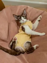 極上の柔らかさの無脚保温スウェットシャツ【保護用・猫用・外出対応】