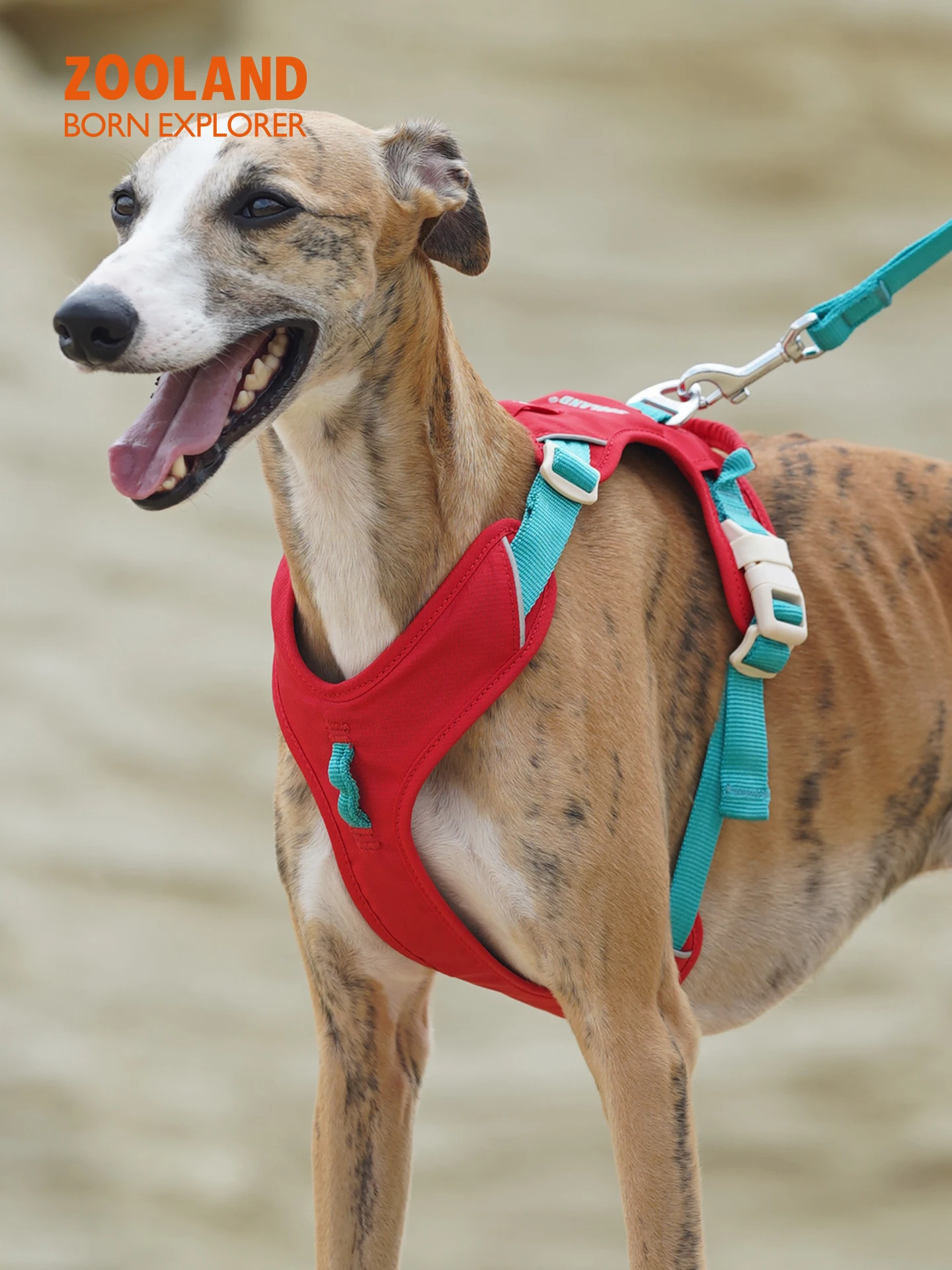 犬のお散歩グッズをコスパ良く揃える方法｜首を締めない工字型ハーネスリードの実測ガイド