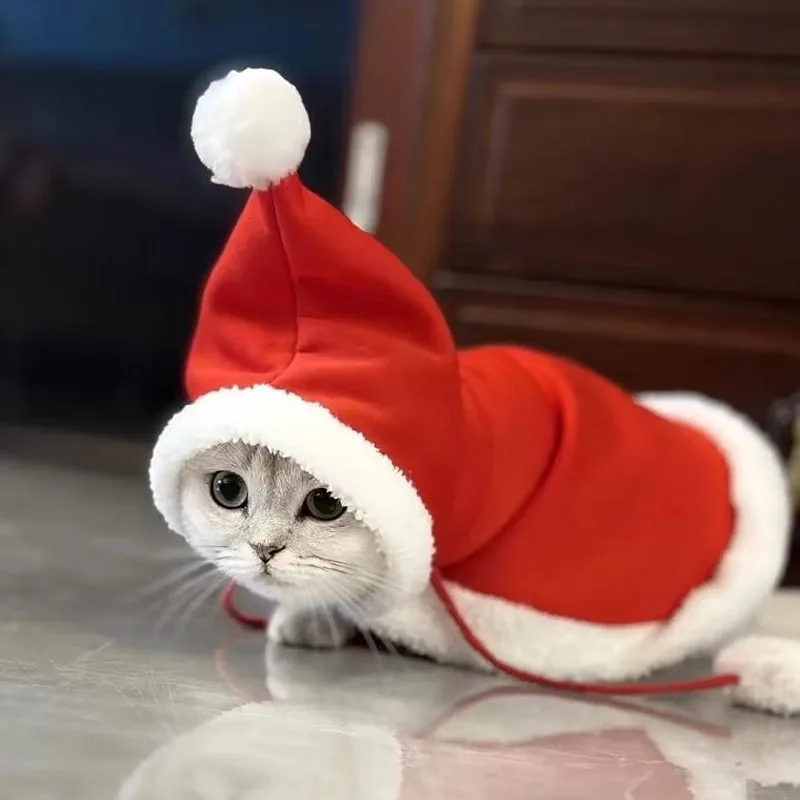 猫飼いが買ってよかったもの・悪かったもの正直に言う｜冬のケープ衣装選びの完全ガイド