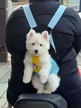 小型犬用リュック型ペットキャリー【背負い式・フィット感抜群】（セットアップ対応）