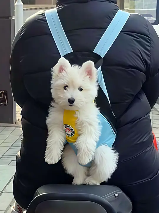小型犬用リュック型ペットキャリー【背負い式・フィット感抜群】（セットアップ対応）