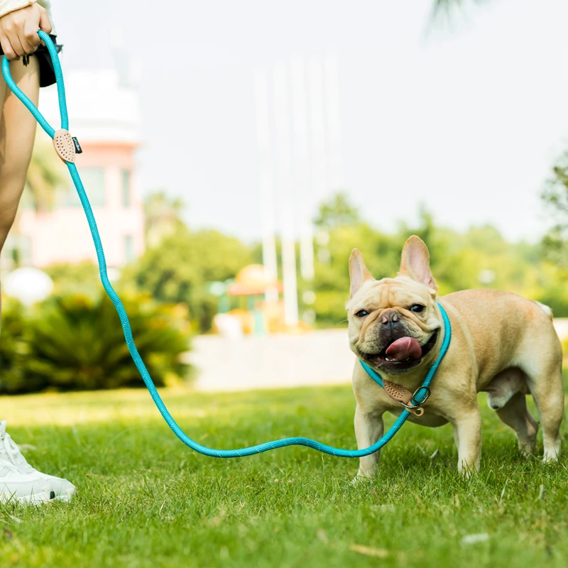 犬のお散歩グッズをコスパ良く揃える方法｜反射素材リードの選び方とサイズガイド