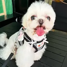可愛いデザイン！ペット用ハーネス＆リード【胸部固定・脱落防止・猫犬兼用・羽根付き】