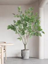 ホンカイツリ 植物 装飾 景観 屋内用