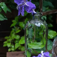 北欧風 小口透明ガラス水耕植物花瓶【インテリア・花挿し用】
