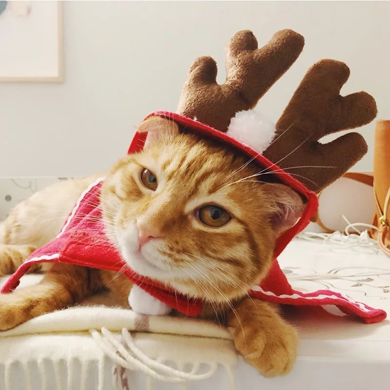 シルクキャップを選ぶべきなのか？猫との冬の日常を彩る、実はこれひとつで変わるアイテムとは？