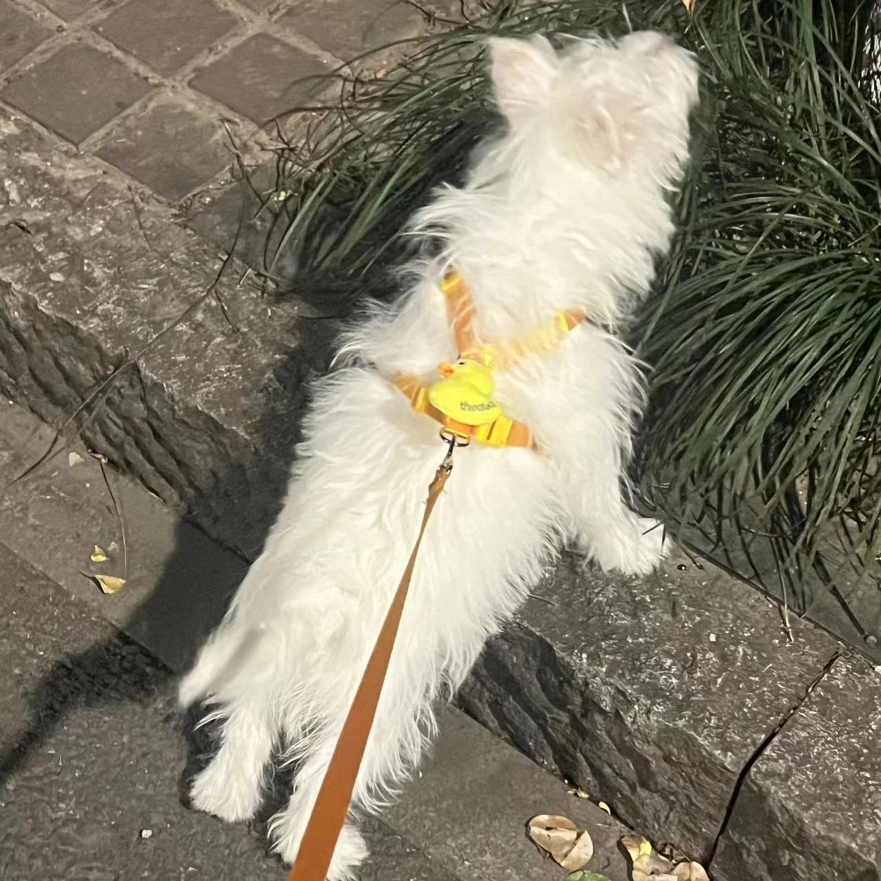 中型犬用ショルダーハーネス：雪狮（ペット）の実用性と使い分けガイド