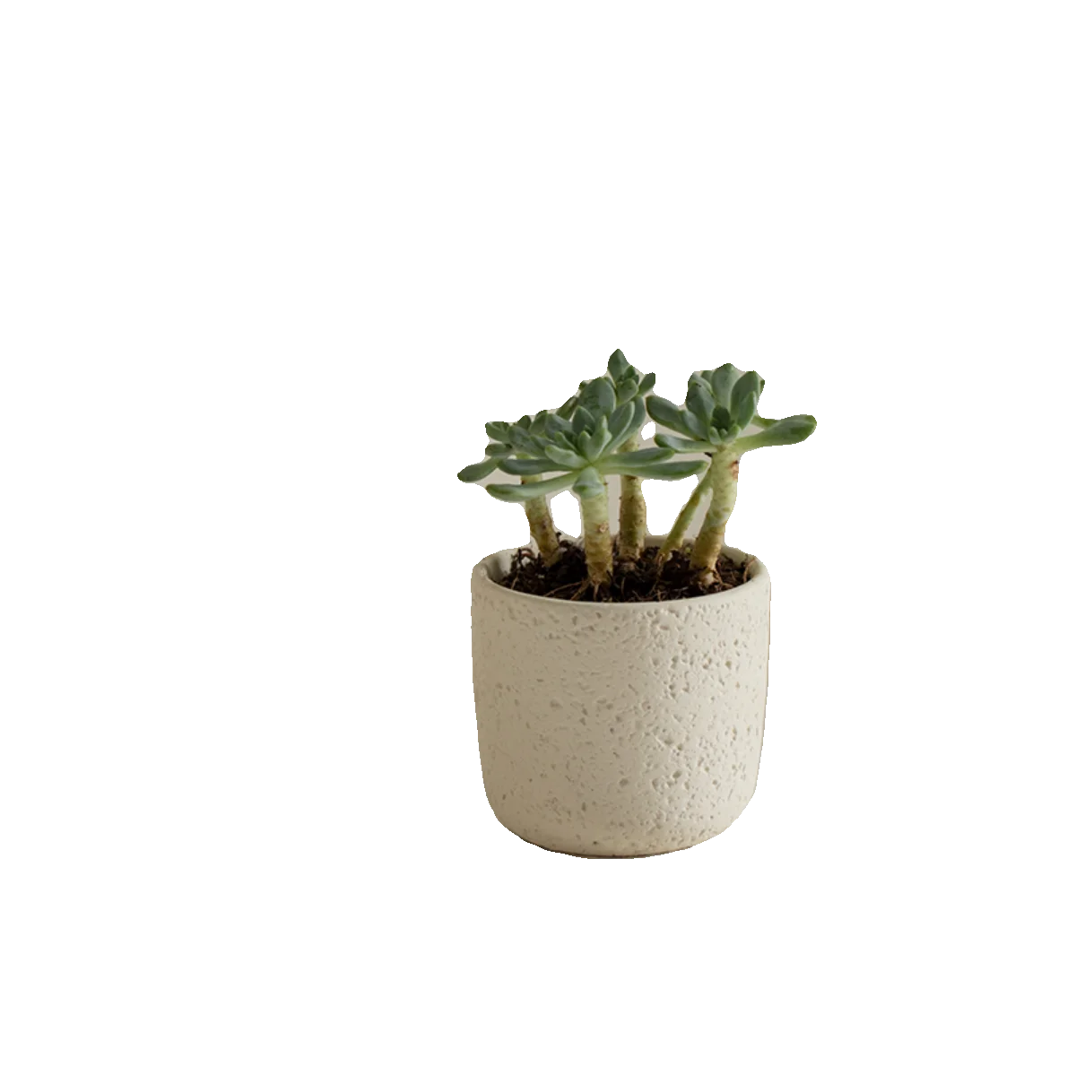 一人暮らし新生活をだけで揃えたら総額いくら？ - 多肉植物小盆栽の構造と空間設計